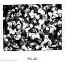 Fig. 10 - Preparation and use of photopolymerized microparticles