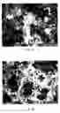 Fig. 11 - Preparation and use of photopolymerized microparticles