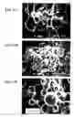 Fig. 18 - Preparation and use of photopolymerized microparticles