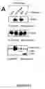Fig. 08 - Novel death domain proteins
