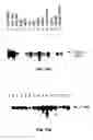 Fig. 22 - Antibodies to vascular endothelial growth factor 2 (VEGF-2)
