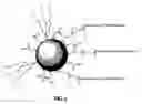 Fig. 02 - Linker arms for nanocrystals and compounds thereof