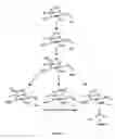 Fig. 02 - Cellulose interpolymers and method of oxidation
