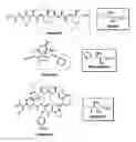 Fig. 02 - Methods for producing hydroxy amino acids, esters, and derivatives thereof