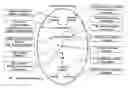 Fig. 01 - Electrical devices and anti-scarring agents