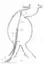 Fig. 07 - Apparatus and method for the articulation of a catheter