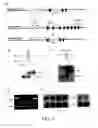 Fig. 02 - IL-21 as a regulator of immunoglobin production
