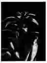 Fig. 02 - Guzmania plant named of ‘Combi’