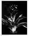 Fig. 04 - Guzmania plant named of ‘Combi’