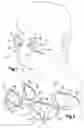Fig. 02 - Swim goggles