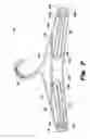 Fig. 09 - Flexible trouser hanger