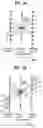 Fig. 04 - Method of converting frame rate of video signal based on motion compensation