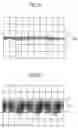 Fig. 06 - Method of recording and reproducing an optical recording medium