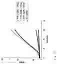 Fig. 32 - Factor IX/factor IXa activating antibodies and antibody derivatives