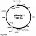 Fig. 35 - Factor IX/factor IXa activating antibodies and antibody derivatives
