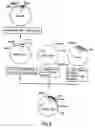 Fig. 05 - Production of chimeric mouse-human antibodies with specificity to human tumor antigens