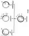 Fig. 07 - Production of chimeric mouse-human antibodies with specificity to human tumor antigens