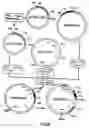 Fig. 09 - Production of chimeric mouse-human antibodies with specificity to human tumor antigens