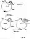 Fig. 10 - Production of chimeric mouse-human antibodies with specificity to human tumor antigens