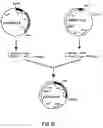 Fig. 19 - Production of chimeric mouse-human antibodies with specificity to human tumor antigens