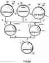 Fig. 20 - Production of chimeric mouse-human antibodies with specificity to human tumor antigens