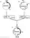 Fig. 27 - Production of chimeric mouse-human antibodies with specificity to human tumor antigens