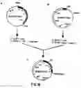 Fig. 28 - Production of chimeric mouse-human antibodies with specificity to human tumor antigens