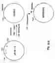 Fig. 46 - Production of chimeric mouse-human antibodies with specificity to human tumor antigens
