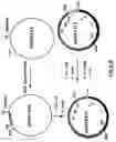 Fig. 47 - Production of chimeric mouse-human antibodies with specificity to human tumor antigens