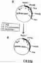 Fig. 49 - Production of chimeric mouse-human antibodies with specificity to human tumor antigens