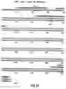 Fig. 55 - Production of chimeric mouse-human antibodies with specificity to human tumor antigens