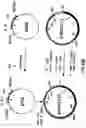 Fig. 59 - Production of chimeric mouse-human antibodies with specificity to human tumor antigens