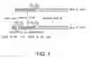 Fig. 02 - Genes encoding single chain human leukocyte antigen E (HLA-E) proteins to prevent natural killer cell-mediated cytotoxicity and cytotoxic T Lymphocyte (CTL)-mediated cytotoxicity