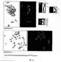 Fig. 32 - Compositions of botanical extracts for treating malignancy-associated changes