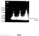 Fig. 04 - Protein-based vaccines