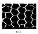 Fig. 06 - Alginate gel scaffold having a plurality of continuous parallel microtubular copper capillaries