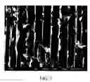 Fig. 07 - Alginate gel scaffold having a plurality of continuous parallel microtubular copper capillaries