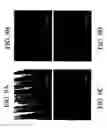 Fig. 09 - Alginate gel scaffold having a plurality of continuous parallel microtubular copper capillaries