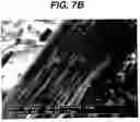 Fig. 06 - Polymeric compositions and dosage forms comprising the same