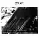 Fig. 06 - Polymeric compositions and dosage forms comprising the same