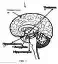 Fig. 02 - Composition and method for nutritional supplement for drug abuse treatment and rehabilitation