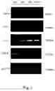 Fig. 02 - Polysaccharide extract of dioscorea sp. and an orally active pharmaceutical composition comprising the same