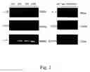 Fig. 03 - Polysaccharide extract of dioscorea sp. and an orally active pharmaceutical composition comprising the same