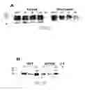 Fig. 03 - Method of screening cocaine antagonists