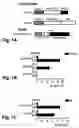 Fig. 02 - Adenoviral vector-mediated delivery of modified steroid hormone receptors and related products and methods