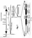 Fig. 08 - Adenoviral vector-mediated delivery of modified steroid hormone receptors and related products and methods