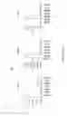 Fig. 15 - Dual phase multiplex polymerase chain reaction