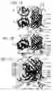 Fig. 03 - Monomeric and dimeric fluorescent protein variants and methods for making same