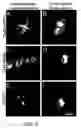 Fig. 08 - Monomeric and dimeric fluorescent protein variants and methods for making same