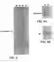 Fig. 13 - Osteoactivin protein and nucleic acids encoding the same, compositions and methods of stimulating bone differentiation